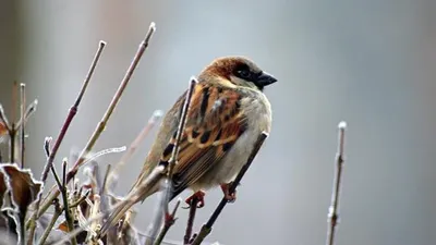 かんたんにスズメの人気者になる方法
