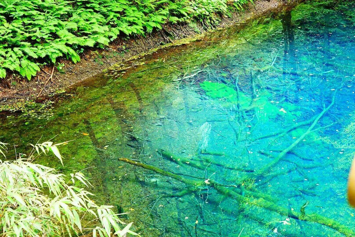 青池の写真
