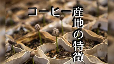 コーヒー豆の産地による特徴と味の違い、徹底解説します!