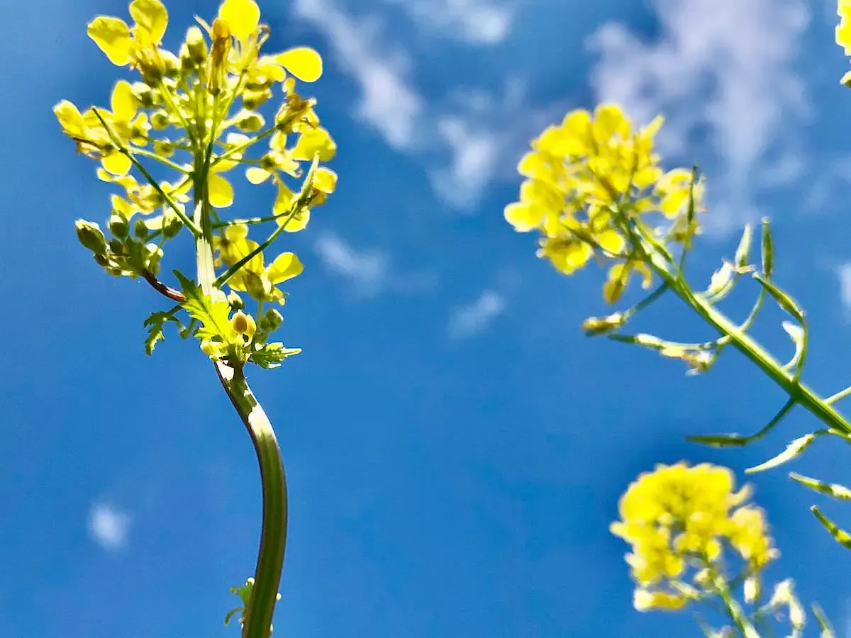 菜の花
