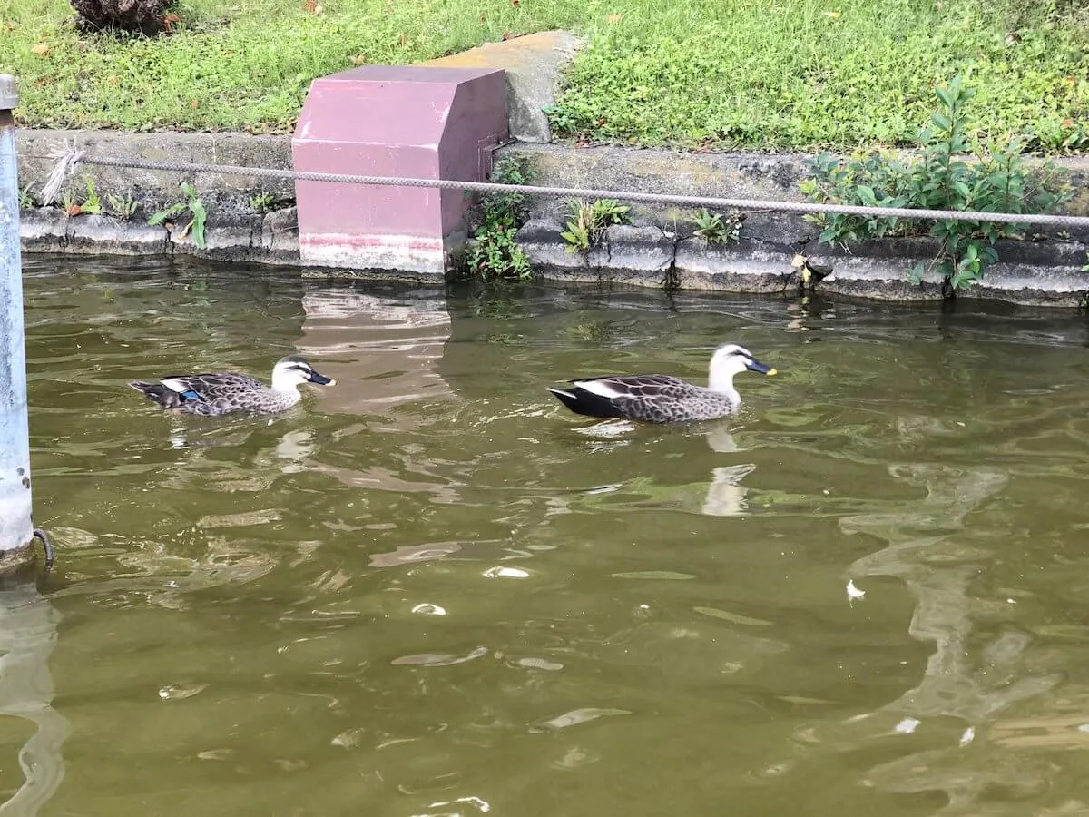 カモが泳ぐ様子