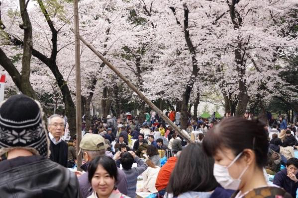 上野公園のお花見 想像以上にすごかった ムクッといこう