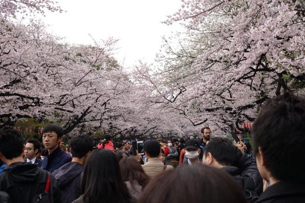 上野公園のお花見 想像以上にすごかった ムクッといこう