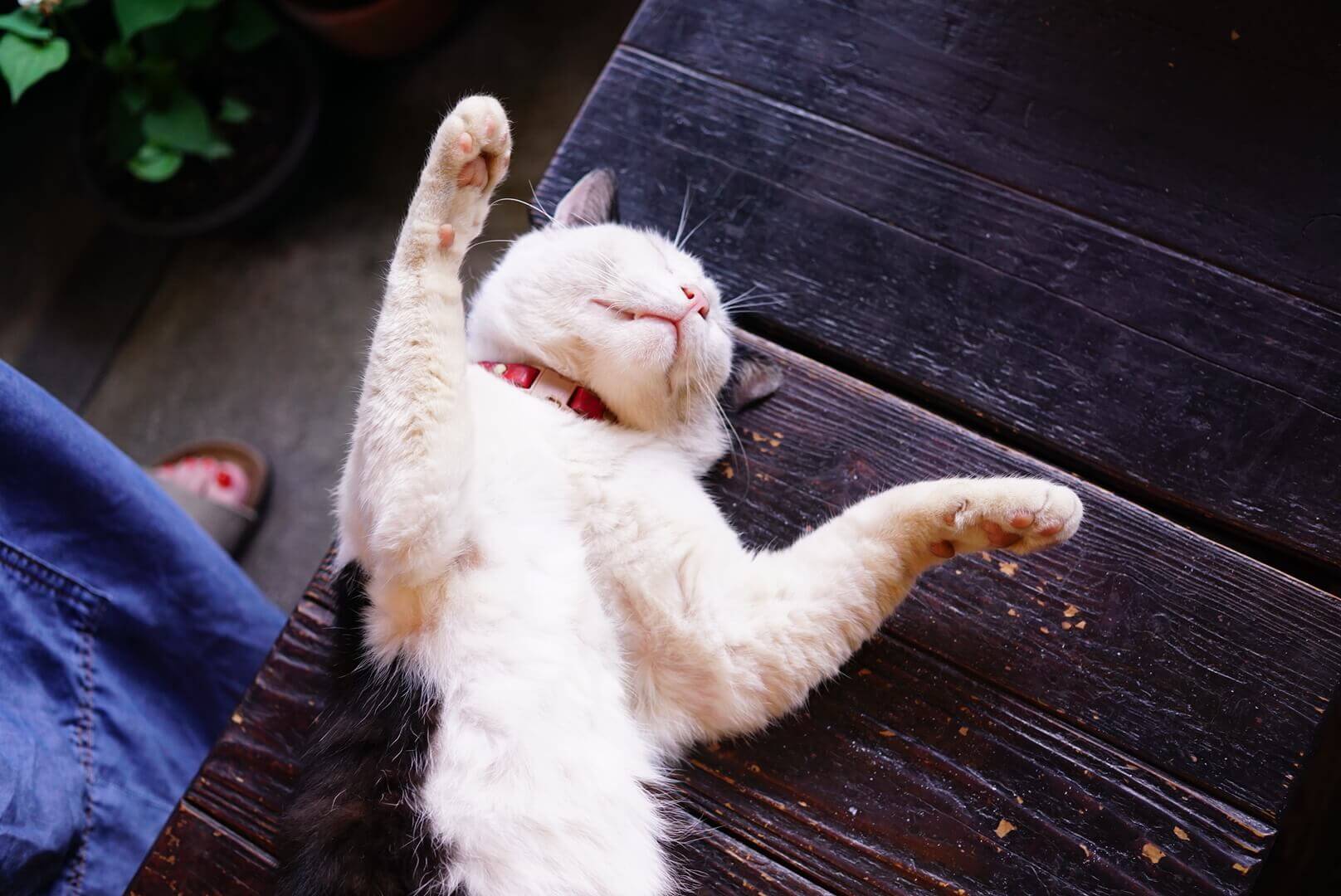 Neko