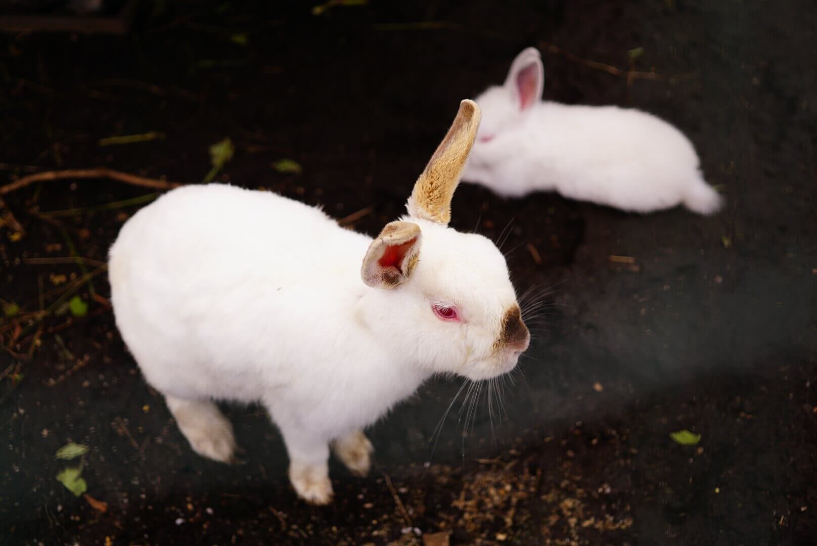 Rabit