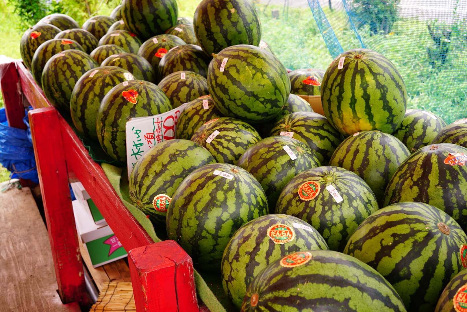 Watermelon